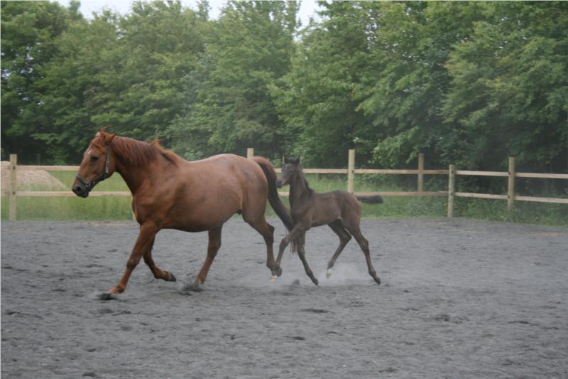 Føl efter Blue Hors Zack f.2008 på Højelse Hesteklinik sfa. embryotransplantation. Føllet ses her med sin rugemor.